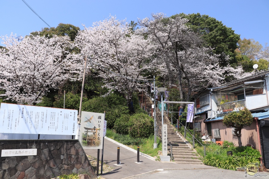 天湯川田神社 桜