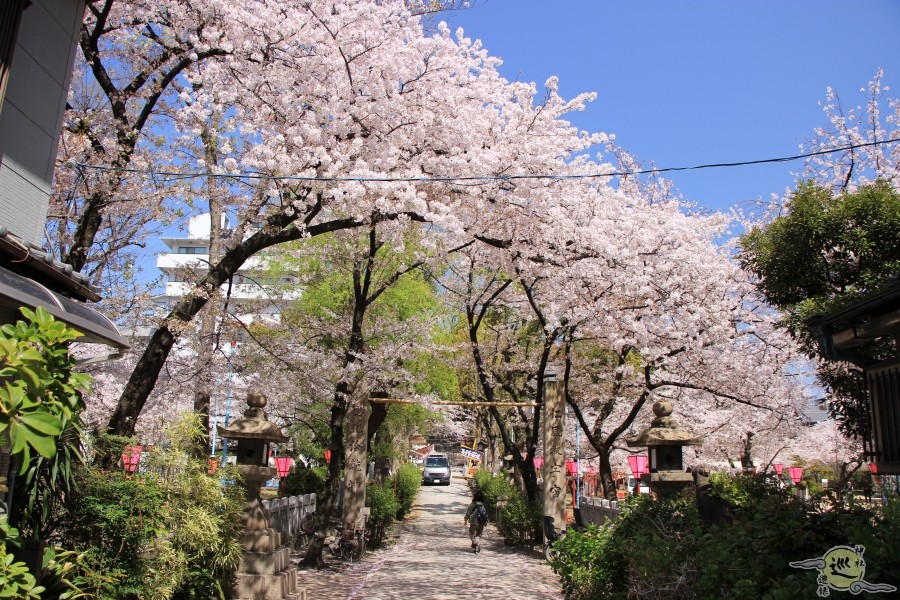 高津宮の桜