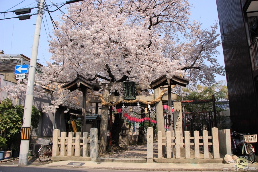 楯原神社 桜