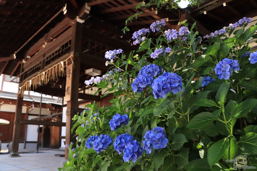 藤森神社の紫陽花