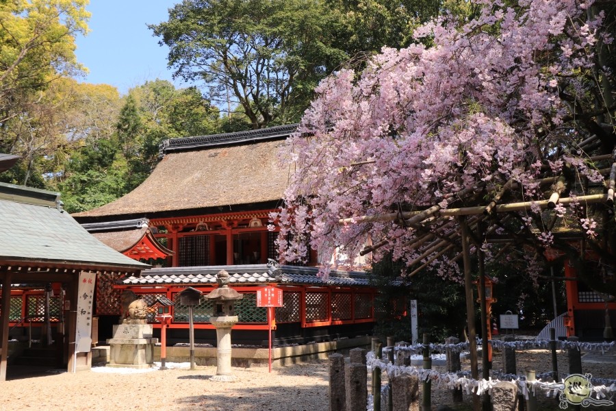 荒見神社の桜