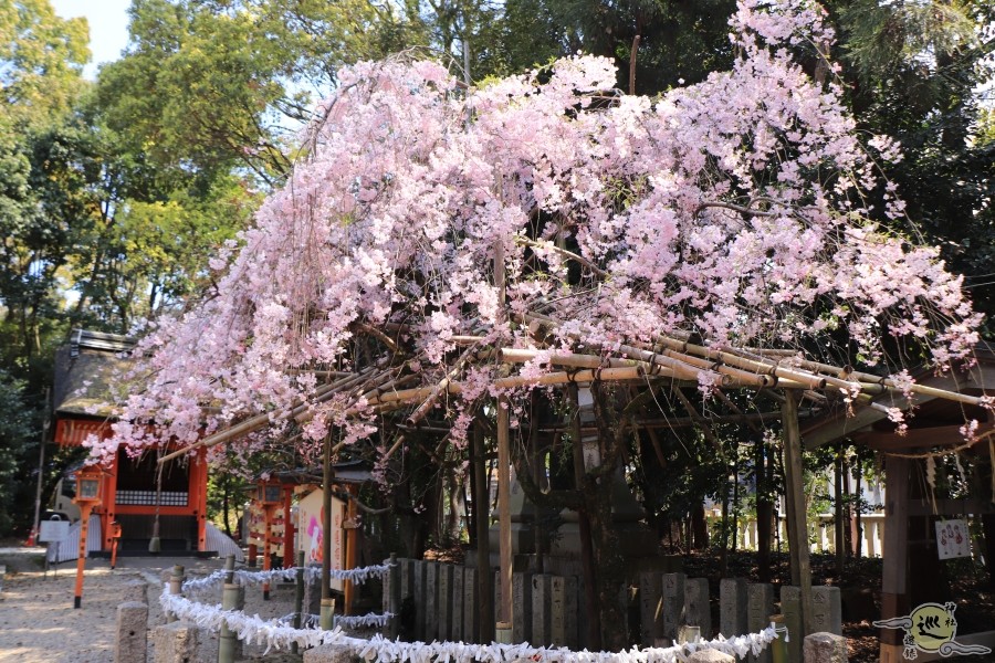 荒見神社の桜